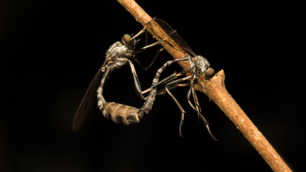 Ammophilomima