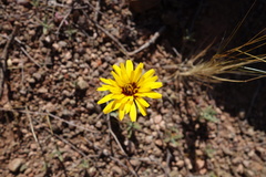 Reichardia