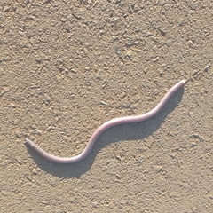 Amphisbaena mertensii