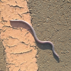 Amphisbaena mertensii