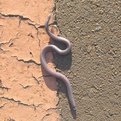 Amphisbaena mertensii