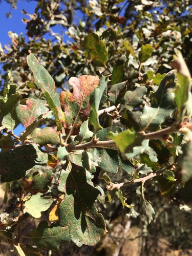 iNaturalist observation photo of blue oak