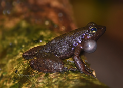Hylodes phyllodes