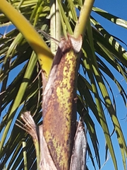 Arecaceae
