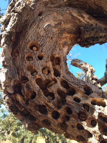 iNaturalist observation photo of valley oak