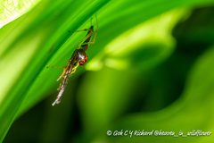 Viciria pavesii