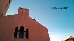Columba livia domestica