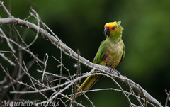 Aratinga auricapillus