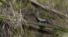 Pogonotriccus difficilis