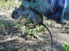 Neotoma micropus