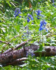 Delphinium brachycentrum