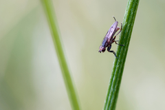 Pherbellia cinerella