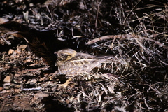 Caprimulgus asiaticus