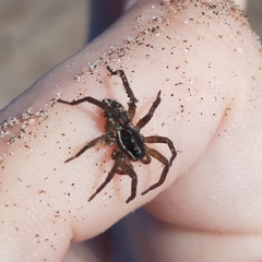 Diapontia uruguayensis