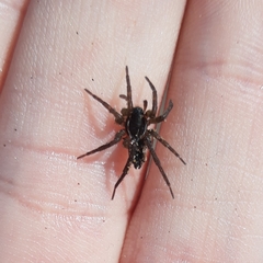 Diapontia uruguayensis