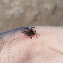 Diapontia uruguayensis