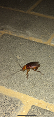 Periplaneta americana