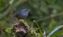 Scytalopus petrophilus