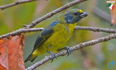 Euphonia chalybea