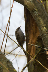 Certhia brachydactyla