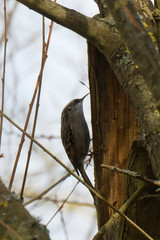 Certhia brachydactyla