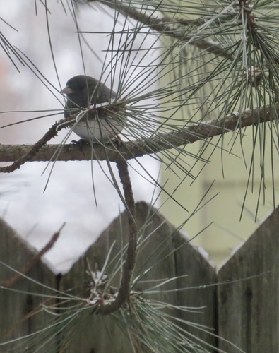Dark-eyed Junco photographed in New Jersey