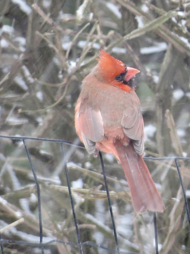 Northern Cardinal photographed in New Jersey