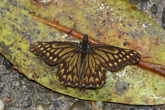 Catasticta modesta