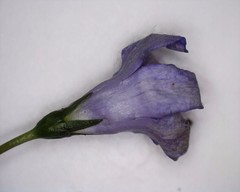 Wahlenbergia stricta stricta