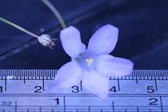 Wahlenbergia stricta stricta