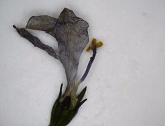 Wahlenbergia stricta stricta