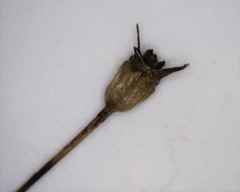 Wahlenbergia stricta stricta