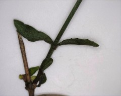 Wahlenbergia stricta stricta
