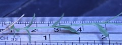 Wahlenbergia stricta stricta