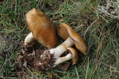 Cortinarius cotoneus