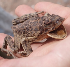 Sclerophrys mauritanica