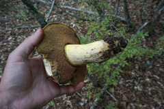 Rubroboletus lupinus