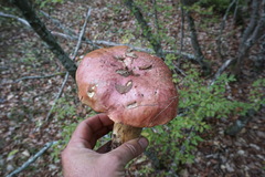 Rubroboletus lupinus