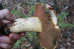 Rubroboletus lupinus