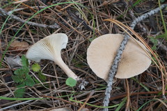Clitocybe infundibuliformis