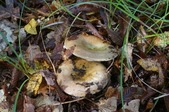 Russula exalbicans