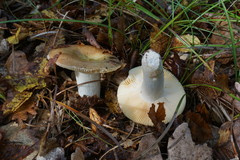 Russula exalbicans