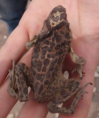 Sclerophrys mauritanica
