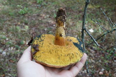 Butyriboletus appendiculatus