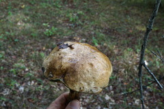 Butyriboletus appendiculatus