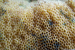 Butyriboletus appendiculatus