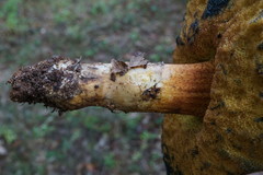 Butyriboletus appendiculatus