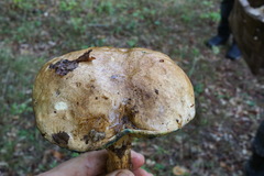 Butyriboletus appendiculatus