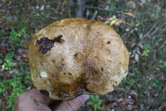 Butyriboletus appendiculatus