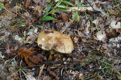 Butyriboletus appendiculatus